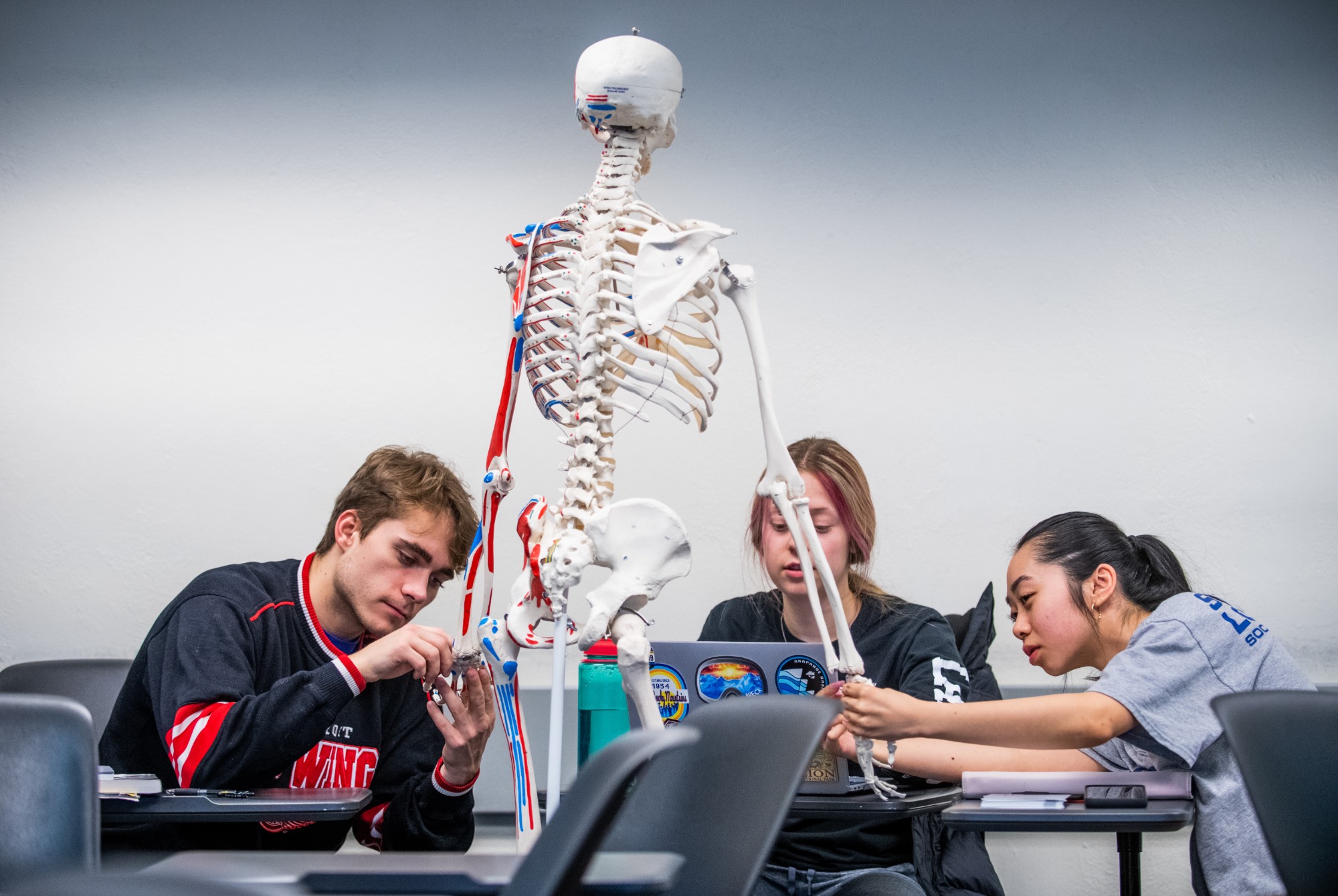 Student studying a skeleton